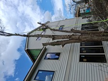 Avatar for Juan Tree Services