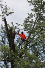 Logo for Carlos Tree Specialists