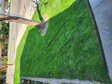 Avatar for MJP Landscaping-Unlicensed Contractor