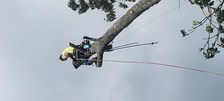 Avatar for Allen Tree Service & Firewood Sales