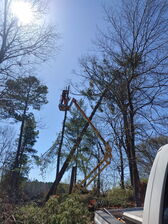 Avatar for Tree Takedown