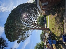 Logo for JJ & T Tree Service