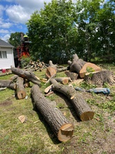Fernando Tree Services logo