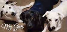 Logo for 3 Dogs Lawn-N-Garden