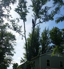 Logo for Hinton's Tree Service L.L.C
