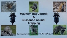 Avatar for Mayhem Bat Control & Nuisance Animal Trapping, LLC