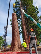 Avatar for Tree Talk Consulting, LLC