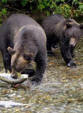 Logo for Bear Creek HMS