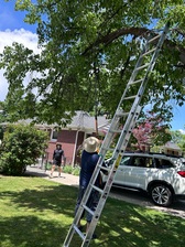 Logo for Alamoana Tree Services