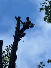 Avatar for Lorenzo's Tree Service