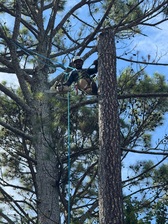 Avatar for Lorenzo's Tree Service