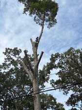 Logo for Lorenzo's Tree Service