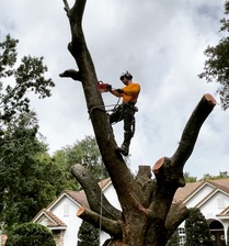 Avatar for Climb Tree Family Master Service, LLC
