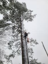 Logo for Igou Tree Service