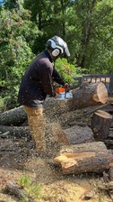 Logo for Cut Tree Texas
