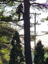 Logo for Ross Tree Service