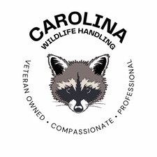 Flying Squirrel Removal  Durham, Clayton, Chapel Hill