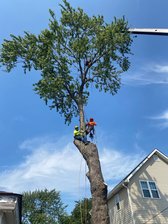Avatar for A Step Above Tree Surgeon