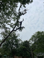 Avatar for Tree by Tree Service