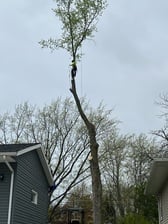 Logo for Castillo Tree Service