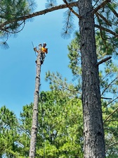 Avatar for Elite Tree Removal LLC