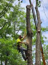 Avatar for Feela's Tree Service