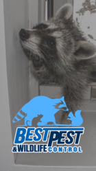 Best Pest & Wildlife Control LLC logo