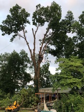 Logo for Lafayette Tree Trimming