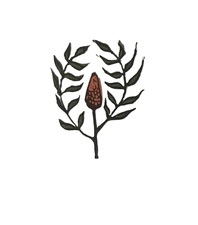 Logo for Staghorn Gardening
