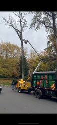 B&F Tree Removal Experts, LLC logo