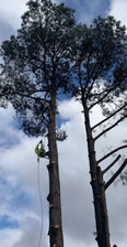 Logo for 4 Brothers Professional Tree Service