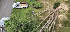 Avatar for Tontes Tree Service