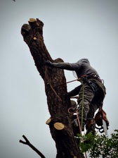 Logo for Ascend Tree Service