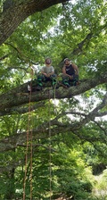 Logo for Cook&Dye Tree Service