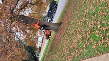 Logo for Fuentes Tree Service