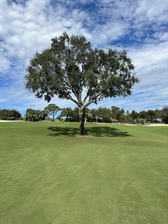 Avatar for Strong Roots Tree Service