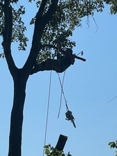 Logo for RNK Tree Services