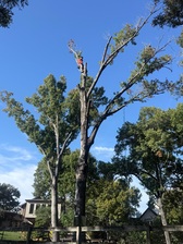 Logo for Max Tree Service