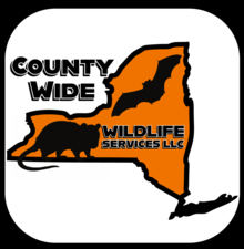 Logo for County Wide Wildlife Services
