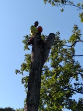 Avatar for Torres Tree Service