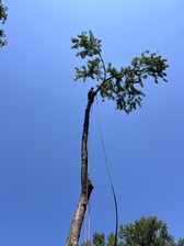 Logo for Victor Tosin Tree Service