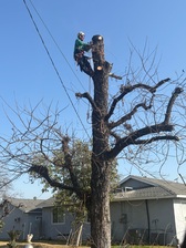 Avatar for Mendoza Tree Service 22 - Unlicensed Contractor