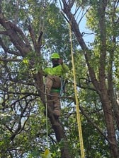 Avatar for Willow Creek Landscaping & Tree Service