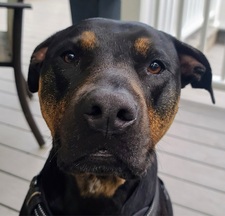 Avatar for Beary Safe Dog Fencing