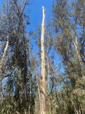 Avatar for Juarez Tree Service