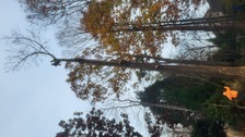 Avatar for Roblero's Tree Service & Landscaping, LLC