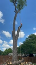 Avatar for Monkey's Tree Service