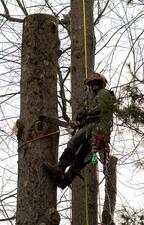 Avatar for Reyes Tree Service