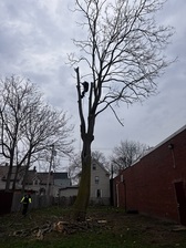 Avatar for Pavlocks tree service