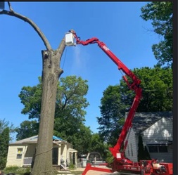 Diesel Tree Service logo